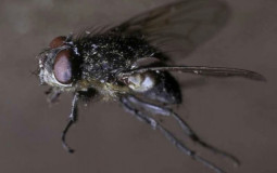 Paragon Prep Ranking