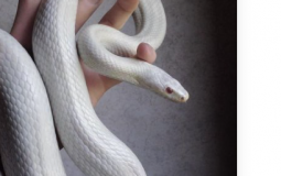 Tiaire  lyst dais baunome