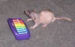 Communism Server Tier List