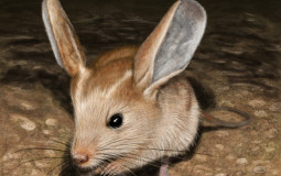Ultimate Jerboa Tierlist