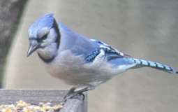 Most Colorful Birds Tier List