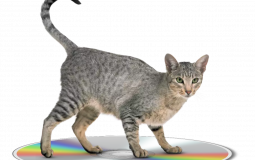 Characters Do Challenges and Things