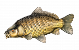 UK Fish Species