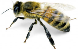 Animal cuteness tmtc