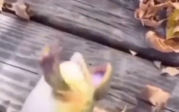 Tierlist jugadores de left