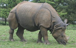 ANIMALS GOOD EDITION