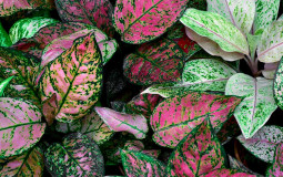 Czy te rośliny są tego warte?