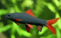 Common Freshwater Fish In Aquarium Hobby