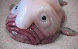 Tier list Danganronpa rp