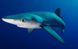 The Shark Tier List