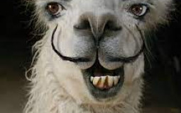 Tiere