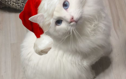 Mike-verse tier list