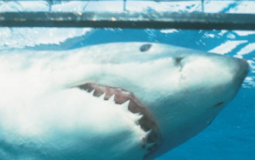 Crystallised Decay Gems