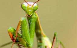 Tiere