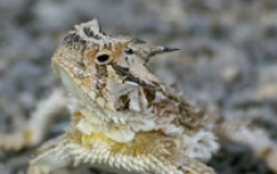 FrogS by me no one else