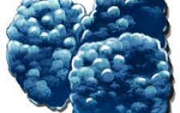 ARK BooBoo Berry Tier List