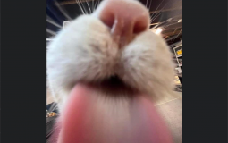 tier of overwatch players in the group