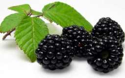 Frutas