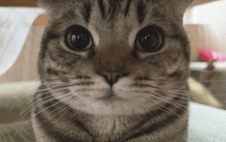 top 10 krintop icons