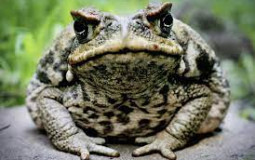 Invasive Australian Species