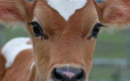 Cattle Breeds