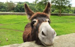 Best Burritos Dublin