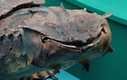 My Animes I've watched