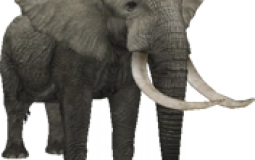 Radical Remake Animals