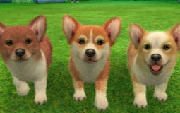 Best Nintentendogs