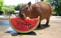 Вафля и еда