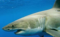 Big animal fighting in joe