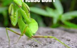 Smash or Pass Mario Party