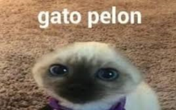 Unob Skins - RARZ:AUT