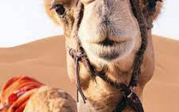 Tiere