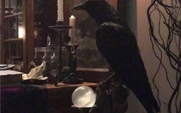 OC ranking (Blackout)