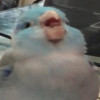 A Burd Avatar