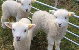 Animal Crossing Sheep Villagers (New Horizons)