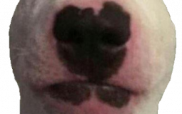 Anime Ranking (so far)