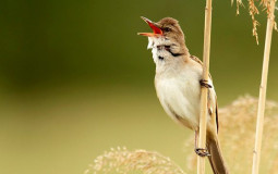 UK Warblers