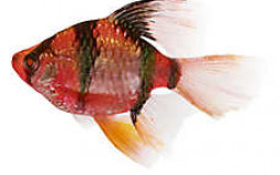 Pet Smart Aquarium Fish