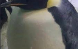 Ultracorp Tier list 1.0