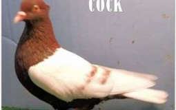 Fireable Offenses at GVM Tier List