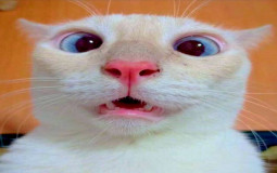 Team Monki Anime List