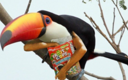 food mascots id clobber