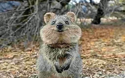 Mighty omega tier list