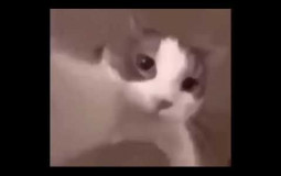 Hyperpop Duo Tier List