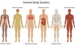 Body systems