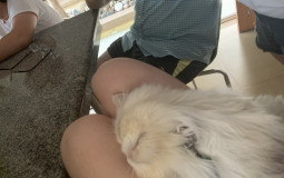 Verga