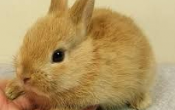 SS discord char names