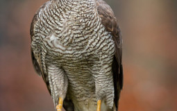 Raptors and owls